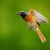 Rehek zahradni - Phoenicurus phoenicurus - Common Redstart s7595